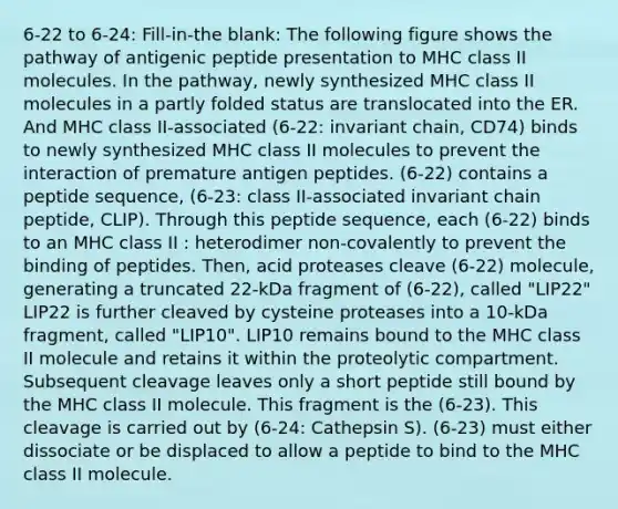 6-22 to 6-24: Fill-in-the blank: The following figure shows the pathway of antigenic peptide presentation to MHC class II molecules. In the pathway, newly synthesized MHC class II molecules in a partly folded status are translocated into the ER. And MHC class II-associated (6-22: invariant chain, CD74) binds to newly synthesized MHC class II molecules to prevent the interaction of premature antigen peptides. (6-22) contains a peptide sequence, (6-23: class II-associated invariant chain peptide, CLIP). Through this peptide sequence, each (6-22) binds to an MHC class II : heterodimer non-covalently to prevent the binding of peptides. Then, acid proteases cleave (6-22) molecule, generating a truncated 22-kDa fragment of (6-22), called "LIP22" LIP22 is further cleaved by cysteine proteases into a 10-kDa fragment, called "LIP10". LIP10 remains bound to the MHC class II molecule and retains it within the proteolytic compartment. Subsequent cleavage leaves only a short peptide still bound by the MHC class II molecule. This fragment is the (6-23). This cleavage is carried out by (6-24: Cathepsin S). (6-23) must either dissociate or be displaced to allow a peptide to bind to the MHC class II molecule.