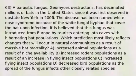 63) A parasitic fungus, Geomyces destructans, has decimated millions of bats in the United States since it was first observed in upstate New York in 2006. The disease has been named white-nose syndrome because of the white fungal hyphae that cover the bat upon infection. It is believed that this fungus was introduced from Europe by tourists entering into caves with hibernating bat populations. Which prediction most likely reflects changes that will occur in natural communities as a result of massive bat mortality? A) increased animal populations as a result of niche availability B) increased rodent populations as a result of an increase in flying insect populations C) increased flying insect populations D) decreased bird populations as the spread of the fungus infects other closely related species