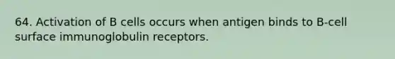 64. Activation of B cells occurs when antigen binds to B-cell surface immunoglobulin receptors.