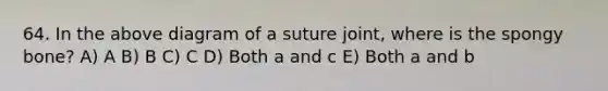 64. In the above diagram of a suture joint, where is the spongy bone? A) A B) B C) C D) Both a and c E) Both a and b