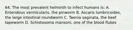 64. The most prevalent helminth to infect humans is: A. Enterobius vermicularis, the pinworm B. Ascaris lumbricoides, the large intestinal roundworm C. Taenia saginata, the beef tapeworm D. Schistosoma mansoni, one of the blood flukes