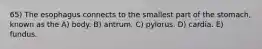 65) The esophagus connects to the smallest part of the stomach, known as the A) body. B) antrum. C) pylorus. D) cardia. E) fundus.