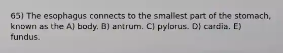 65) The esophagus connects to the smallest part of the stomach, known as the A) body. B) antrum. C) pylorus. D) cardia. E) fundus.