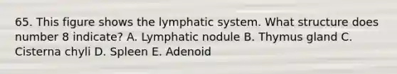 65. This figure shows the lymphatic system. What structure does number 8 indicate? A. Lymphatic nodule B. Thymus gland C. Cisterna chyli D. Spleen E. Adenoid