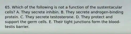 65. Which of the following is not a function of the sustentacular cells? A. They secrete inhibin. B. They secrete androgen-binding protein. C. They secrete testosterone. D. They protect and support the germ cells. E. Their tight junctions form the blood-testis barrier.