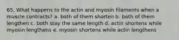 65. What happens to the actin and myosin filaments when a muscle contracts? a. both of them shorten b. both of them lengthen c. both stay the same length d. actin shortens while myosin lengthens e. myosin shortens while actin lengthens