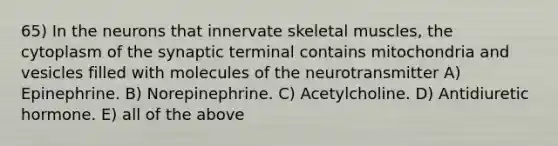 65) In the neurons that innervate skeletal muscles, the cytoplasm of the synaptic terminal contains mitochondria and vesicles filled with molecules of the neurotransmitter A) Epinephrine. B) Norepinephrine. C) Acetylcholine. D) Antidiuretic hormone. E) all of the above