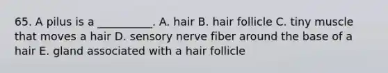 65. A pilus is a __________. A. hair B. hair follicle C. tiny muscle that moves a hair D. sensory nerve fiber around the base of a hair E. gland associated with a hair follicle