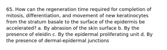 65. How can the regeneration time required for completion of mitosis, differentiation, and movement of new keratinocytes from the stratum basale to the surface of <a href='https://www.questionai.com/knowledge/kBFgQMpq6s-the-epidermis' class='anchor-knowledge'>the epidermis</a> be accelerated? a. By abrasion of the skin surface b. By the presence of eleidin c. By the epidermal proliferating unit d. By the presence of dermal-epidermal junctions