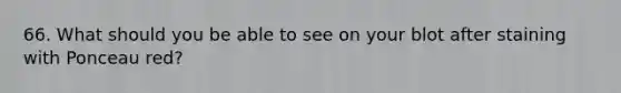 66. What should you be able to see on your blot after staining with Ponceau red?