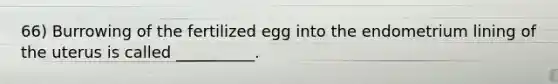 66) Burrowing of the fertilized egg into the endometrium lining of the uterus is called __________.