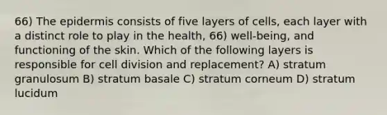66) <a href='https://www.questionai.com/knowledge/kBFgQMpq6s-the-epidermis' class='anchor-knowledge'>the epidermis</a> consists of five layers of cells, each layer with a distinct role to play in the health, 66) well-being, and functioning of the skin. Which of the following layers is responsible for <a href='https://www.questionai.com/knowledge/kjHVAH8Me4-cell-division' class='anchor-knowledge'>cell division</a> and replacement? A) stratum granulosum B) stratum basale C) stratum corneum D) stratum lucidum