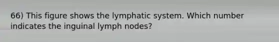 66) This figure shows the lymphatic system. Which number indicates the inguinal lymph nodes?