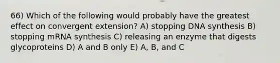 66) Which of the following would probably have the greatest effect on convergent extension? A) stopping DNA synthesis B) stopping mRNA synthesis C) releasing an enzyme that digests glycoproteins D) A and B only E) A, B, and C