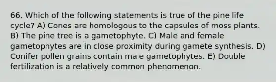 66. Which of the following statements is true of the pine life cycle? A) Cones are homologous to the capsules of moss plants. B) The pine tree is a gametophyte. C) Male and female gametophytes are in close proximity during gamete synthesis. D) Conifer pollen grains contain male gametophytes. E) Double fertilization is a relatively common phenomenon.