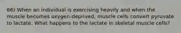 66) When an individual is exercising heavily and when the muscle becomes oxygen-deprived, muscle cells convert pyruvate to lactate. What happens to the lactate in skeletal muscle cells?