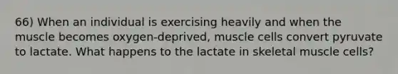 66) When an individual is exercising heavily and when the muscle becomes oxygen-deprived, muscle cells convert pyruvate to lactate. What happens to the lactate in skeletal muscle cells?