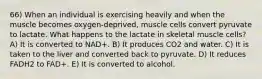 66) When an individual is exercising heavily and when the muscle becomes oxygen-deprived, muscle cells convert pyruvate to lactate. What happens to the lactate in skeletal muscle cells? A) It is converted to NAD+. B) It produces CO2 and water. C) It is taken to the liver and converted back to pyruvate. D) It reduces FADH2 to FAD+. E) It is converted to alcohol.