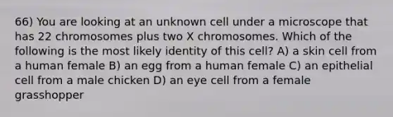 66) You are looking at an unknown cell under a microscope that has 22 chromosomes plus two X chromosomes. Which of the following is the most likely identity of this cell? A) a skin cell from a human female B) an egg from a human female C) an epithelial cell from a male chicken D) an eye cell from a female grasshopper