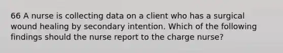 66 A nurse is collecting data on a client who has a surgical wound healing by secondary intention. Which of the following findings should the nurse report to the charge nurse?