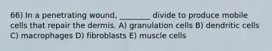 66) In a penetrating wound, ________ divide to produce mobile cells that repair <a href='https://www.questionai.com/knowledge/kEsXbG6AwS-the-dermis' class='anchor-knowledge'>the dermis</a>. A) granulation cells B) dendritic cells C) macrophages D) fibroblasts E) muscle cells