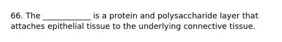 66. The ____________ is a protein and polysaccharide layer that attaches epithelial tissue to the underlying connective tissue.