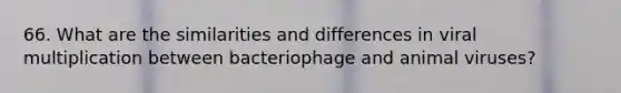 66. What are the similarities and differences in viral multiplication between bacteriophage and animal viruses?