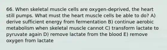 66. When skeletal muscle cells are oxygen-deprived, the heart still pumps. What must the heart muscle cells be able to do? A) derive sufficient energy from fermentation B) continue aerobic metabolism when skeletal muscle cannot C) transform lactate to pyruvate again D) remove lactate from the blood E) remove oxygen from lactate