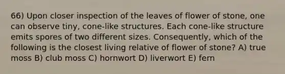 66) Upon closer inspection of the leaves of flower of stone, one can observe tiny, cone-like structures. Each cone-like structure emits spores of two different sizes. Consequently, which of the following is the closest living relative of flower of stone? A) true moss B) club moss C) hornwort D) liverwort E) fern