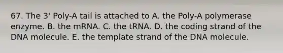 67. The 3' Poly-A tail is attached to A. the Poly-A polymerase enzyme. B. the mRNA. C. the tRNA. D. the coding strand of the DNA molecule. E. the template strand of the DNA molecule.