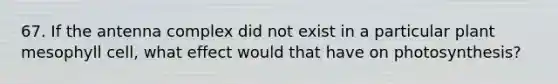 67. If the antenna complex did not exist in a particular plant mesophyll cell, what effect would that have on photosynthesis?