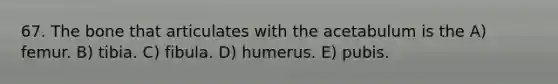 67. The bone that articulates with the acetabulum is the A) femur. B) tibia. C) fibula. D) humerus. E) pubis.