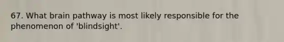 67. What brain pathway is most likely responsible for the phenomenon of 'blindsight'.