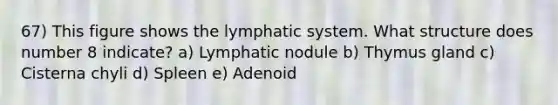 67) This figure shows the lymphatic system. What structure does number 8 indicate? a) Lymphatic nodule b) Thymus gland c) Cisterna chyli d) Spleen e) Adenoid