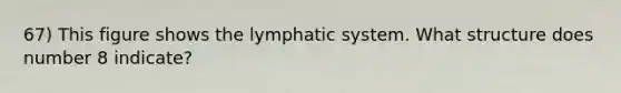 67) This figure shows the lymphatic system. What structure does number 8 indicate?