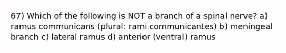 67) Which of the following is NOT a branch of a spinal nerve? a) ramus communicans (plural: rami communicantes) b) meningeal branch c) lateral ramus d) anterior (ventral) ramus