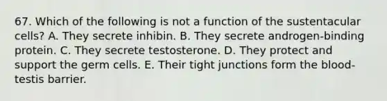 67. Which of the following is not a function of the sustentacular cells? A. They secrete inhibin. B. They secrete androgen-binding protein. C. They secrete testosterone. D. They protect and support the germ cells. E. Their tight junctions form the blood-testis barrier.