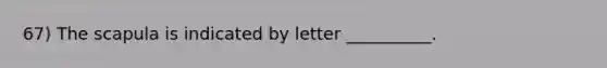 67) The scapula is indicated by letter __________.