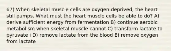 67) When skeletal muscle cells are oxygen-deprived, the heart still pumps. What must the heart muscle cells be able to do? A) derive sufficient energy from fermentation B) continue aerobic metabolism when skeletal muscle cannot C) transform lactate to pyruvate i D) remove lactate from the blood E) remove oxygen from lactate