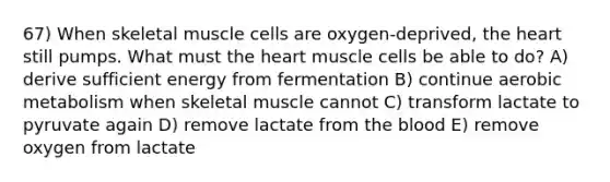 67) When skeletal muscle cells are oxygen-deprived, the heart still pumps. What must the heart muscle cells be able to do? A) derive sufficient energy from fermentation B) continue aerobic metabolism when skeletal muscle cannot C) transform lactate to pyruvate again D) remove lactate from the blood E) remove oxygen from lactate