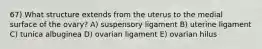 67) What structure extends from the uterus to the medial surface of the ovary? A) suspensory ligament B) uterine ligament C) tunica albuginea D) ovarian ligament E) ovarian hilus