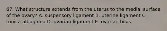 67. What structure extends from the uterus to the medial surface of the ovary? A. suspensory ligament B. uterine ligament C. tunica albuginea D. ovarian ligament E. ovarian hilus