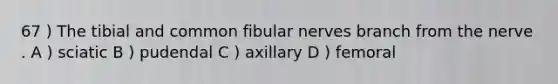 67 ) The tibial and common fibular nerves branch from the nerve . A ) sciatic B ) pudendal C ) axillary D ) femoral