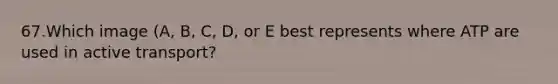 67.Which image (A, B, C, D, or E best represents where ATP are used in active transport?