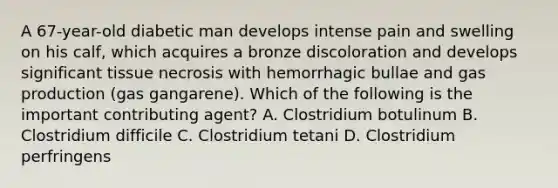 A 67-year-old diabetic man develops intense pain and swelling on his calf, which acquires a bronze discoloration and develops significant tissue necrosis with hemorrhagic bullae and gas production (gas gangarene). Which of the following is the important contributing agent? A. Clostridium botulinum B. Clostridium difficile C. Clostridium tetani D. Clostridium perfringens