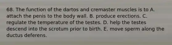 68. The function of the dartos and cremaster muscles is to A. attach the penis to the body wall. B. produce erections. C. regulate the temperature of the testes. D. help the testes descend into the scrotum prior to birth. E. move sperm along the ductus deferens.