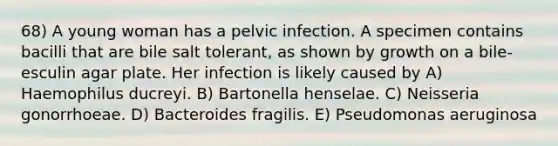 68) A young woman has a pelvic infection. A specimen contains bacilli that are bile salt tolerant, as shown by growth on a bile-esculin agar plate. Her infection is likely caused by A) Haemophilus ducreyi. B) Bartonella henselae. C) Neisseria gonorrhoeae. D) Bacteroides fragilis. E) Pseudomonas aeruginosa