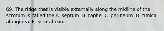 69. The ridge that is visible externally along the midline of the scrotum is called the A. septum. B. raphe. C. perineum. D. tunica albuginea. E. scrotal cord.