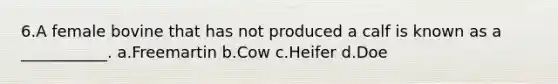 6.A female bovine that has not produced a calf is known as a ___________. a.Freemartin b.Cow c.Heifer d.Doe