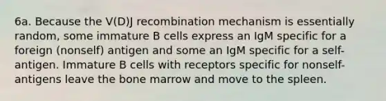 6a. Because the V(D)J recombination mechanism is essentially random, some immature B cells express an IgM specific for a foreign (nonself) antigen and some an IgM specific for a self-antigen. Immature B cells with receptors specific for nonself-antigens leave the bone marrow and move to the spleen.